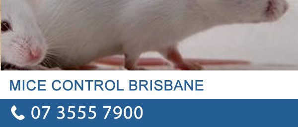 Mice Control Brisbane