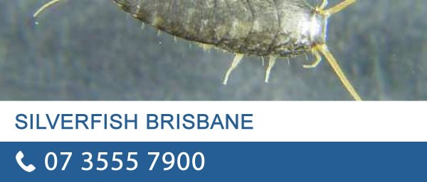 Silverfish Control Brisbane
