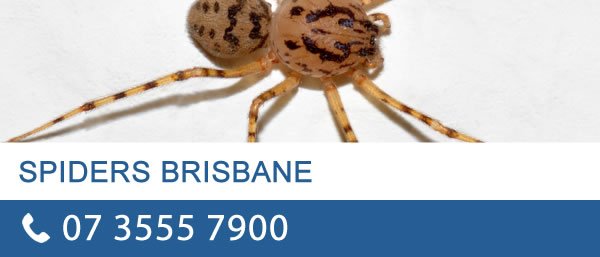 Spider Control Brisbane
