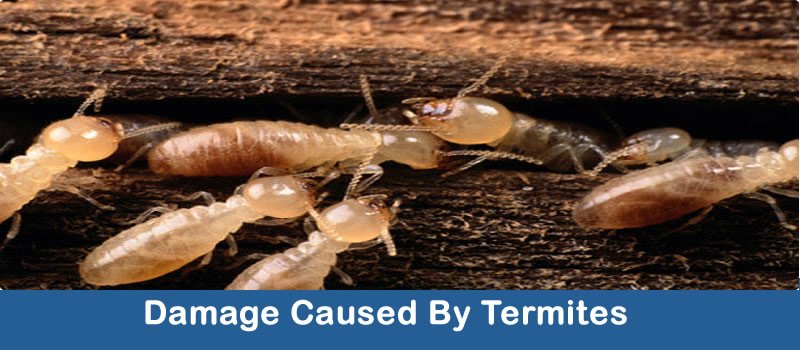 Damage Caused By Termites