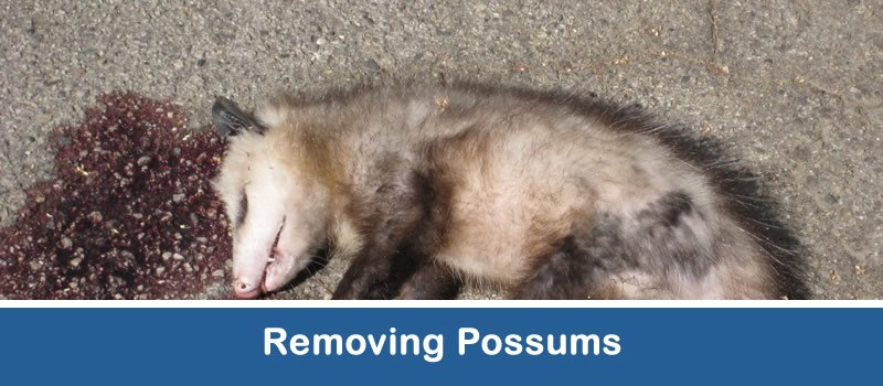 Removing Possums